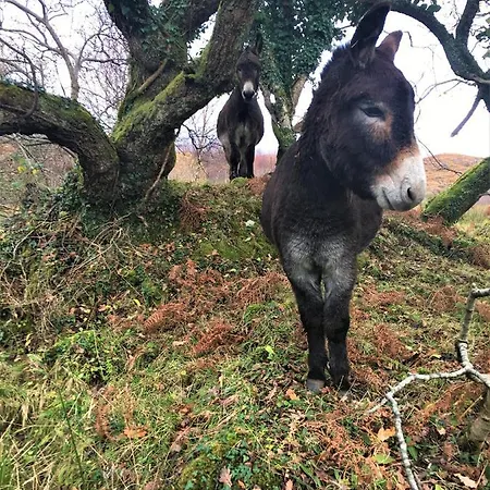 Fernwood * Clifden