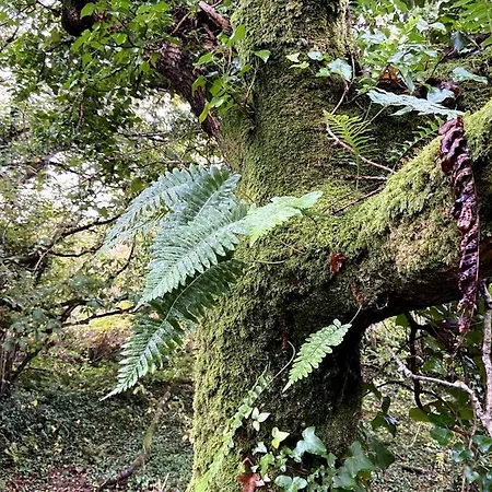 Fernwood * Clifden