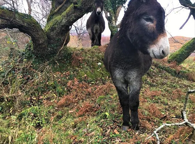 Fernwood * 클리프덴